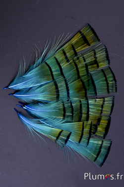 Faisan doré  - 4-6 cm - orange doré-turquoise
